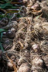 Fresh Garlic Harvest