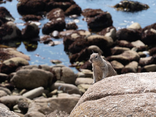 Squirel Looking right From Top of Large Rock With Beach in the Background