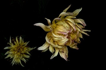 The Night of the Flower. The flower has gathered its shorts for a short break. A close-up shot of a black background.