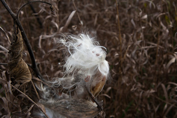 A burst seedpod on a dry Common Milkweed plant in the autumn