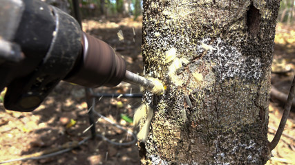 Worker drilling agar wood tree in refined agar wood oil process