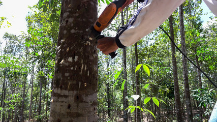 Worker drilling agar wood tree in refined agar wood oil process