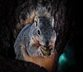 Squirrel