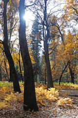 Sun peeks around a tree trunk, lighting the leaves and fern groundcover in Yosemite Valley National Park.
