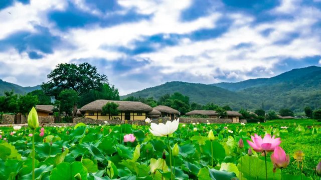 Morning scenery of Oeam village of Asan where lotus flower blooms beautifully. Time lapse. Zoom out