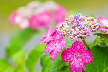 日本の紫陽花　あじさい寺の風景