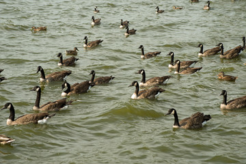 Gaggle of Canada geese on Pymatuning reservoir spillway