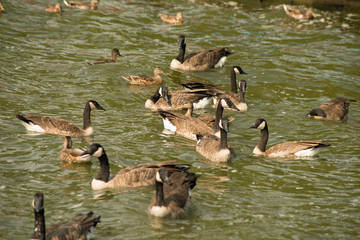 Canada geese at Pymatuning reservoir spillway