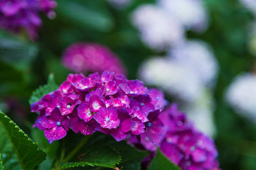 日本の紫陽花　あじさい寺の風景