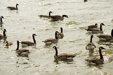 Gaggle of Canada geese on Pymatuning reservoir spillway