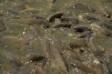 Large number of carps feeding frenzy