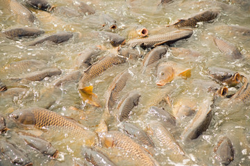 Large number of carp feeding at Pymatuning reservoir spillway