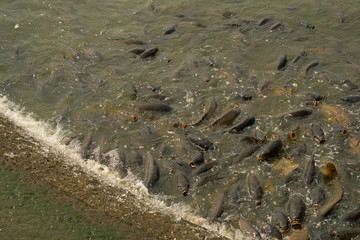 Large number of carp feeding at Pymatuning reservoir spillway