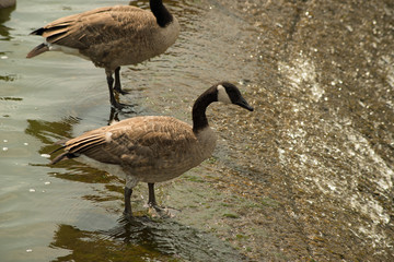 Obraz premium Geese at the Pymatuning reservoir spillway