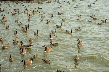 Large gaggle of Canada geese swimming near the Pymatuning reservoir spillway