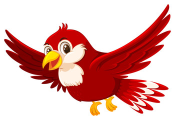 A cute red bird on white background