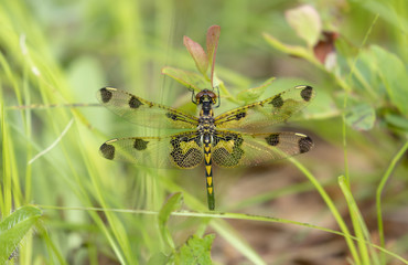 Dragonfly