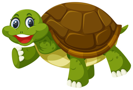A turtle on white background
