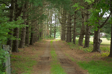 Country driveway framed by tall fir trees