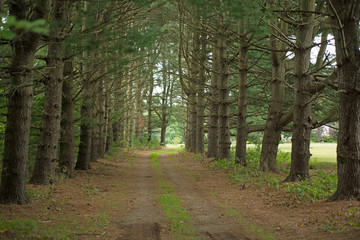 Country driveway in rural Pennsylvania, framed by fir trees