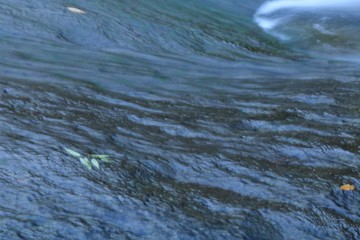 ゆうすい自然の森の風景