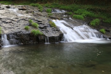 Fototapeta premium ゆうすい自然の森の風景