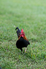 Free range bantam chickens
