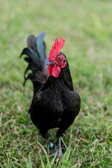 Free range bantam chickens