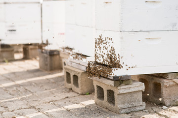 Honeybee colony on hive