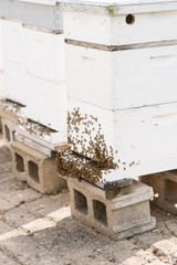 Honeybee colony on hive