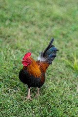 Free range bantam chickens