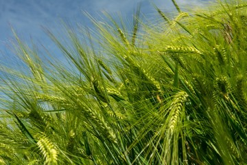 Green Barley / Wheat Field