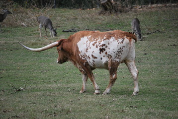 Texas Longhorn