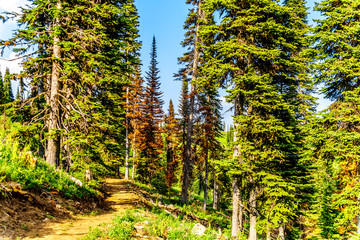 A hiking trail on Tod Mountain near the alpine village of Sun Peaks in the Shuswap Highlands of the central Okanagen in British Columbia, Canada
