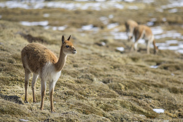 Vicunas mammals grazing pasture over Lauca National Park meadows with the volcanoes on the far distance during a winter day, Atacama Desert, Chile 