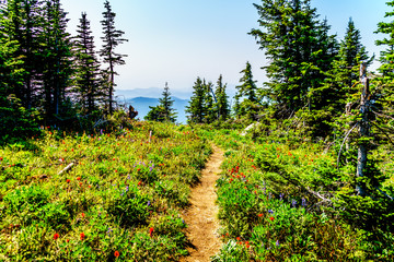 Fototapeta premium Hiking through alpine meadows with wild flowers on Juniper Ridge of Tod Mountain near the alpine village of Sun Peaks in the Shuswap Highlands of the central Okanagen in British Columbia, Canada