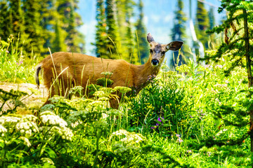 A Black Tailed Deer on a summer day on Tod Mountain in the Shuswap Highlands of the central Okanagen in British Columbia, Canada
