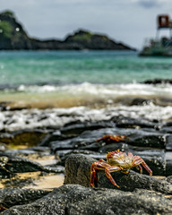 Siri na praia Baía do Sancho em Fernando de Noronha