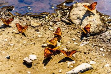 Colony of Freija Fritillary butterflies basking in the sun on Tod Mountain in the Shuswap Highlands of central British Columbia, Canada
