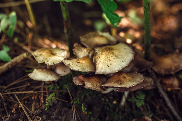 Macro of beautiful small red yellow mushroom in autumn forest grass moss. View from top above. Fungus boletus in wood. Sunny day in country rural are.