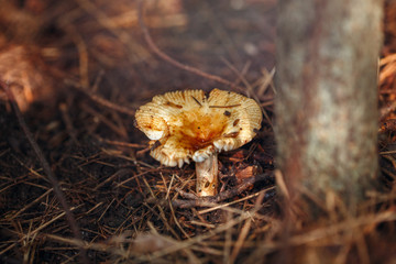Macro of beautiful small red yellow russula mushroom in autumn forest grass moss. View from top above. Fungus boletus in wood. Sunny day in country rural are.