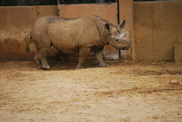 Fototapeta premium Rhinoceros Portrait