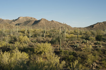 The sun sets in the beautiful Saguaro Forest in Arizona