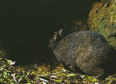 RyukyuKaninchen Bilder Durchsuchen 96 Archivfotos,