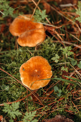 Macro of beautiful small red yellowhedgehog  mushroom in autumn forest grass moss. View from top above. Fungus boletus in wood. Sunny day in country rural are.