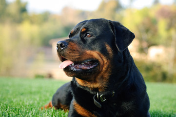 Rottweiler dog outdoor portrait lying down in green grass