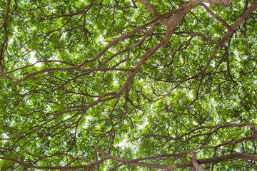 Fototapeta premium Under shade of giant tree from bottom view. can be use to natural background, wallpaper, template, screensaver. beautiful plant tree.
