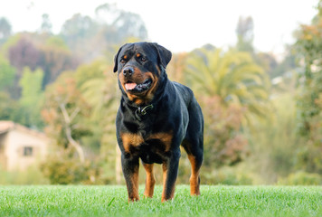 Rottweiler dog outdoor portrait standing in grass - obrazy, fototapety, plakaty