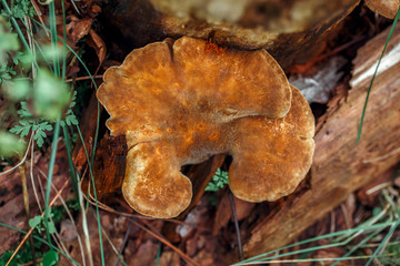 Macro of beautiful small red yellow mushroom in autumn forest grass moss. View from top above. Fungus boletus in wood. Sunny day in country rural are.