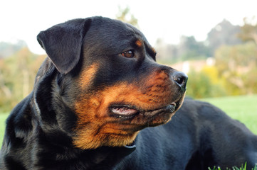 Rottweiler dog outdoor portrait head shot